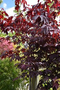 Acer palmatum Red Emperor